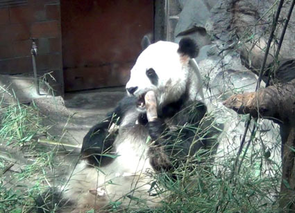 panda1